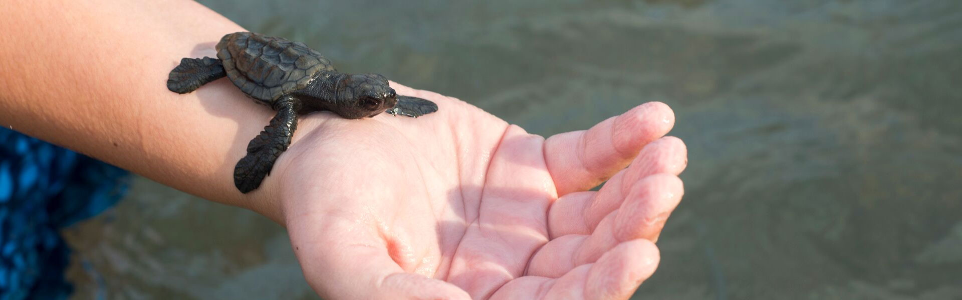 About Playa Las Tortugas