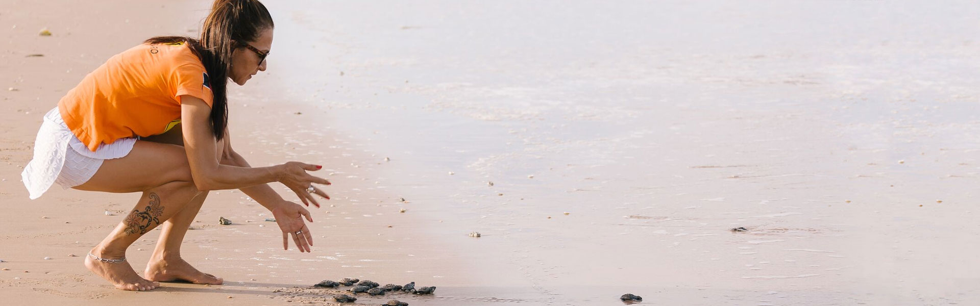 Baby Turtle Release